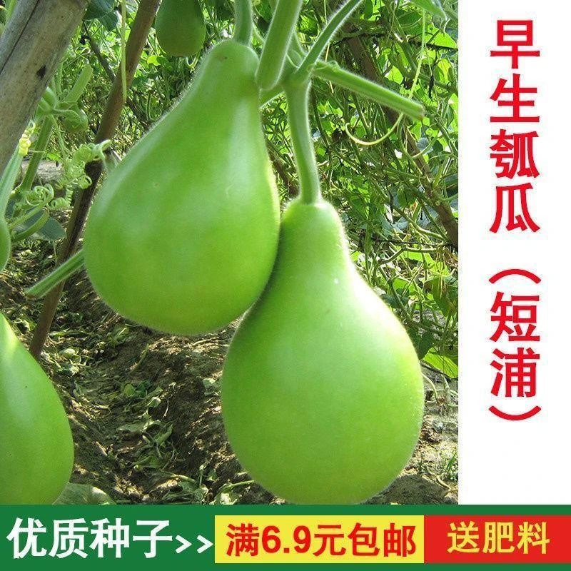 早生圆瓠瓜种子四季播高产蔬果种子甜瓠子瓜种子蒲瓜种子种子