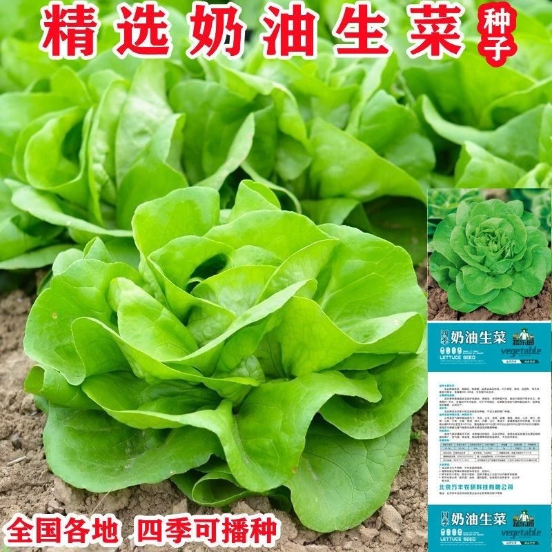 奶油生菜种籽香甜四季播蔬菜种子生菜籽有机农家田园阳台庭院盆栽