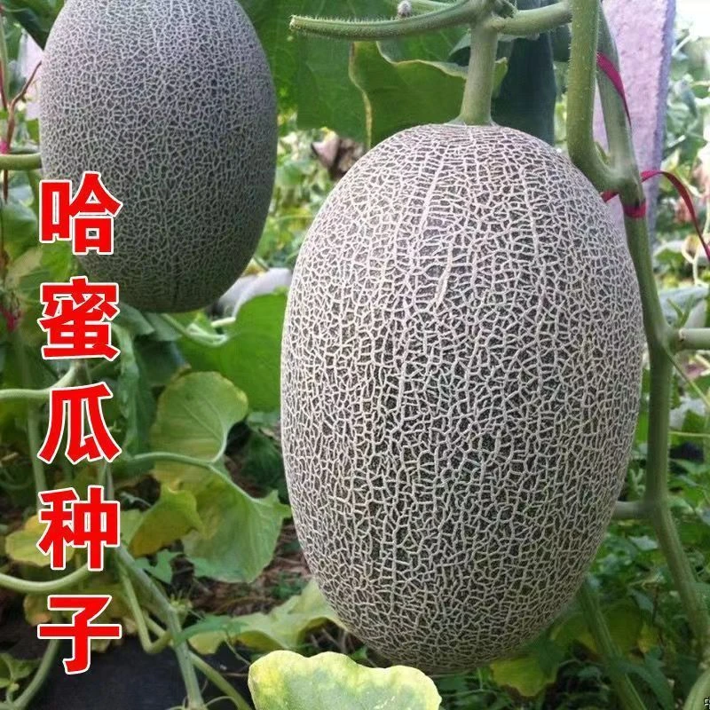 超甜哈密瓜种子南方原装种子哈密瓜网纹瓜各种蔬菜种子甜瓜
