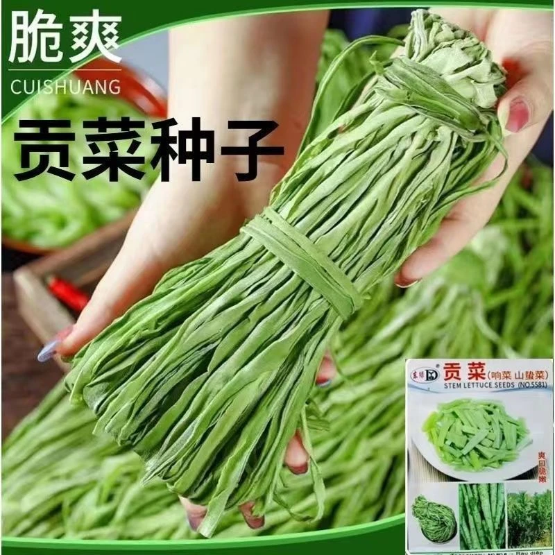 贡菜种子爽脆耐寒耐热响菜山蛰菜四季农家菜园蔬菜种籽四季播种