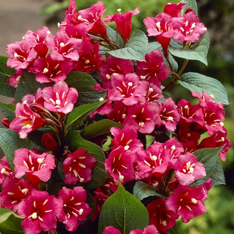 【有寻植物】 矮生锦带红宝石多年生灌木耐寒花期长阳台庭院盆栽