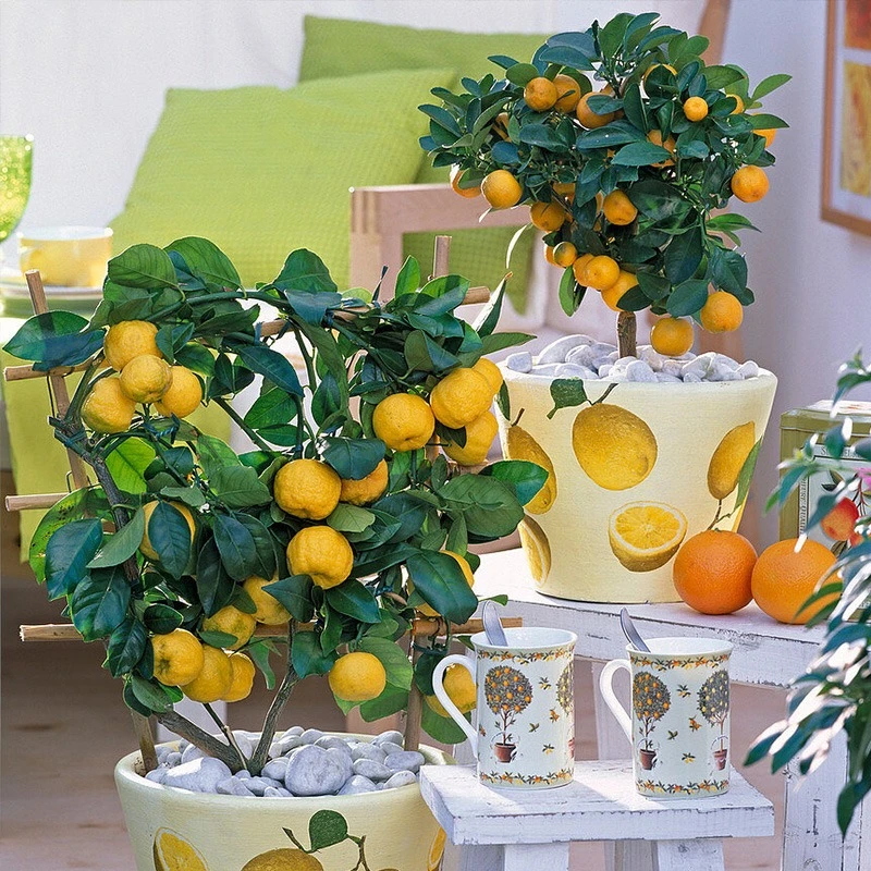 【木通专属】组合装脆皮金桔柑加泰国斑叶橘果树庭院四季好种地栽