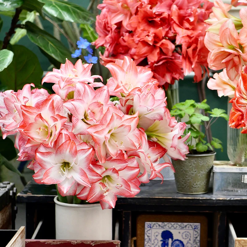 有寻植物/国产朱顶红综合链接 种球适合新手盆栽多年易养护花孔雀