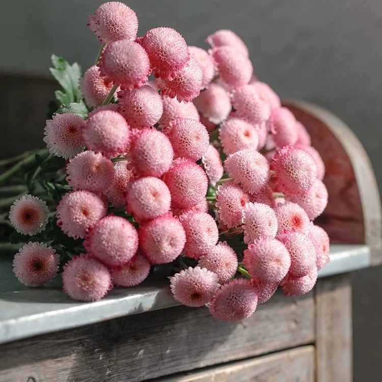 【有寻植物】珠玉之卵盆栽三文鱼菊花菊阳台花卉多年生花苗球菊