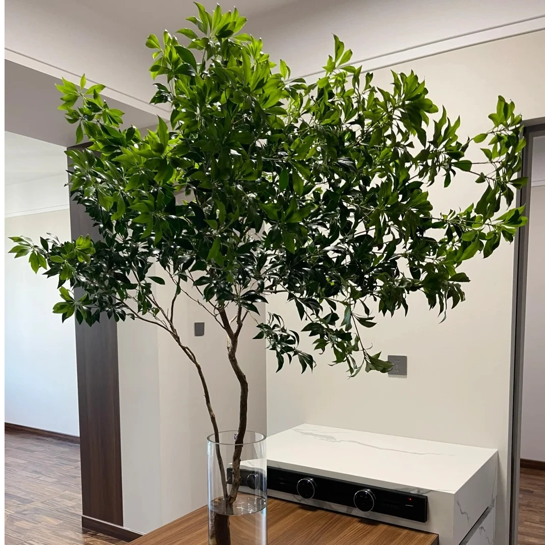 【木通专属】马醉木三号精品盆栽一物一拍大苗庭院露台地栽氛围感