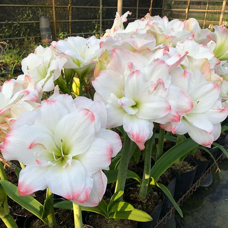 【佳乐专属】糖果黛丝6+ 国产朱顶红球根花卉室内阳台庭院