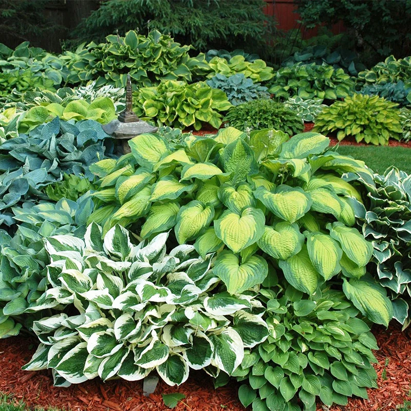 有寻植物玉簪花苗花叶花园耐阴室内外四季好养多年生浪漫七夕礼
