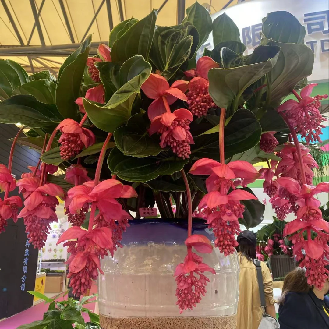【阿涛专属】年宵花进口宝莲灯花盆栽超大浅粉色带花苞室内高档