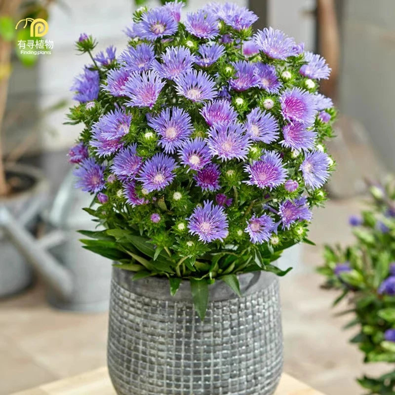 有寻植物琉璃菊花卉盆栽花苗宿根多年生庭院阳台花卉耐寒耐热好养