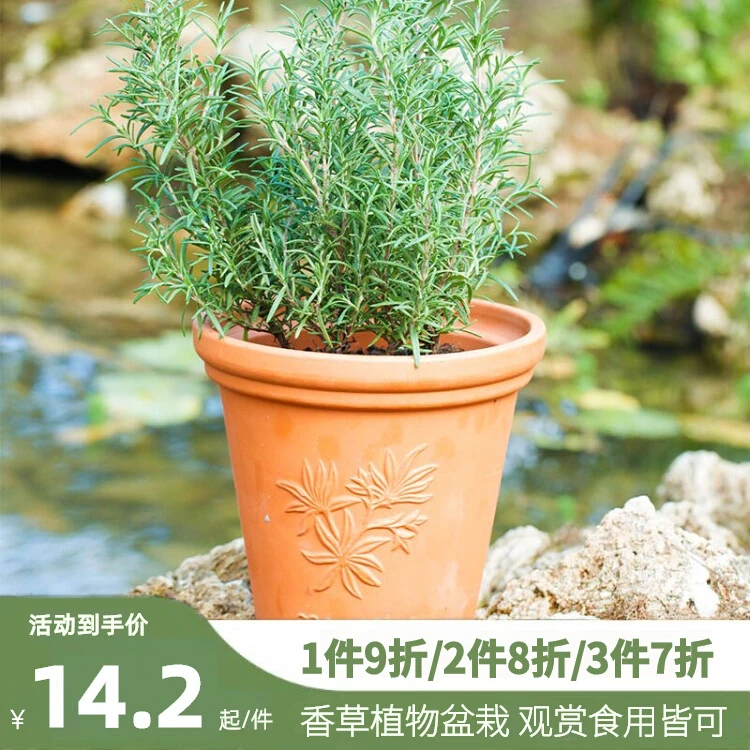 有寻植物香草盆栽薄荷迷迭香百里香可食用花园西餐牛排庭院阳台