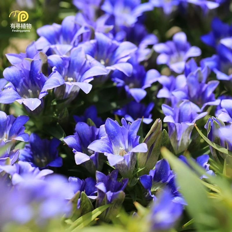 龙胆花海洋之心紫色盆栽花卉阳台庭院花苗多年生耐热花园