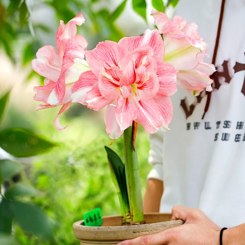 有寻植物【玫瑰花样】2024现货秘鲁朱顶红种球进口玫瑰花样