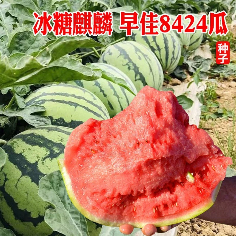 8424麒麟懒汉西瓜种子四季盆栽蔬菜南方西瓜种籽孑苗沙瓤脆甜水果