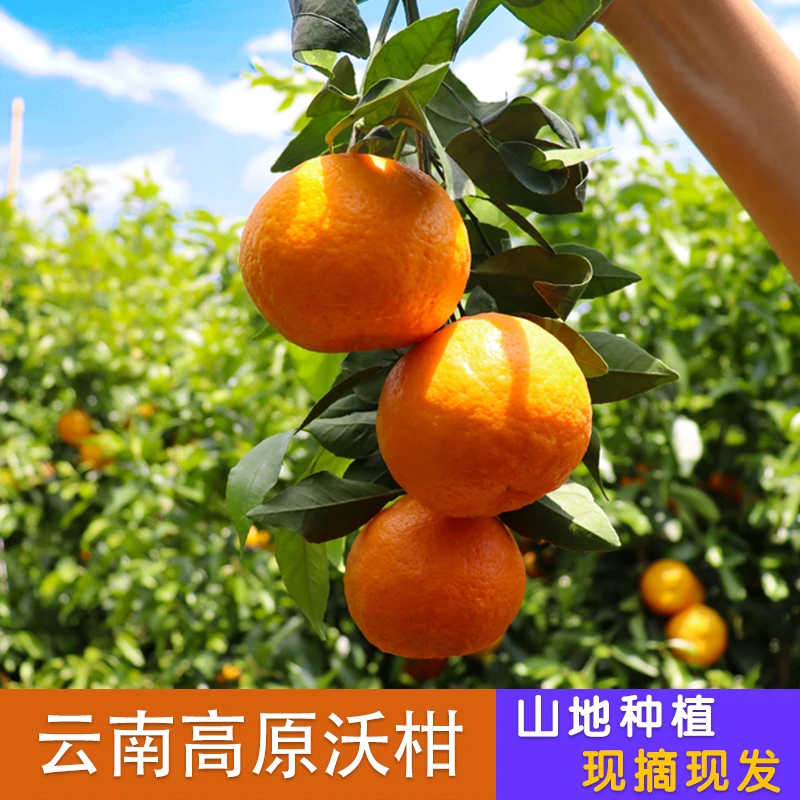 云南水果高原山谷沃柑5斤/9斤包邮果园现摘现发新鲜水果应季水果