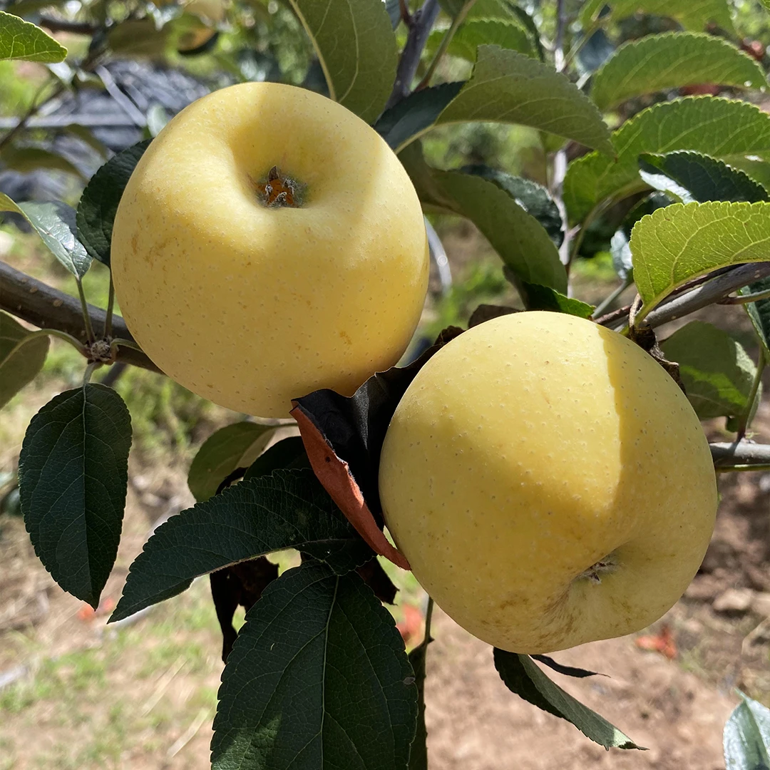 云南维纳斯苹果4斤/3.5斤包邮果园现摘现发