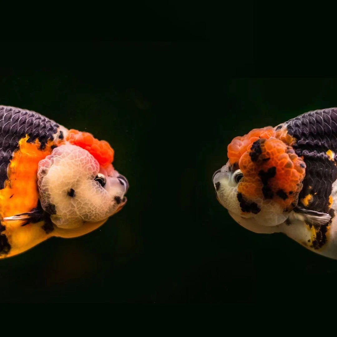 童画精选玛丽观赏鱼