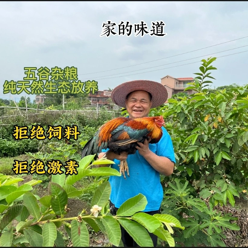 回馈福利！！招牌生鲜大扇鸡310日以上  正宗清远鸡，现杀生鲜发货。