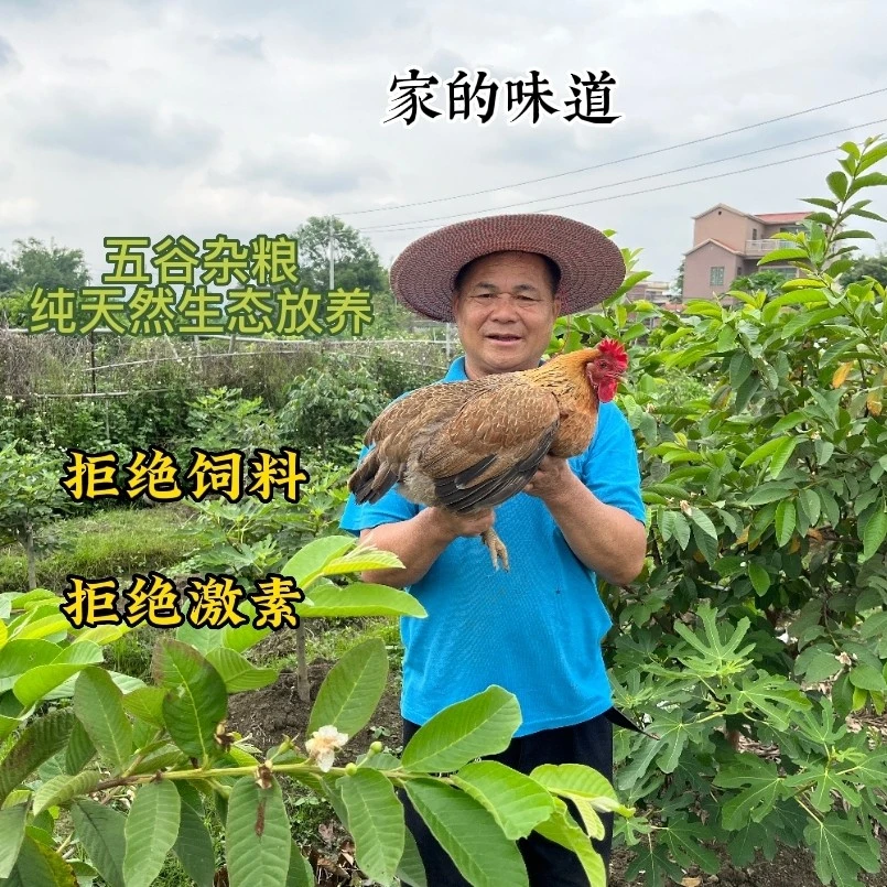 清远麻鸡，现杀生鲜真空包装，农村散养180天麻鸡！2.5-3斤麻鸡