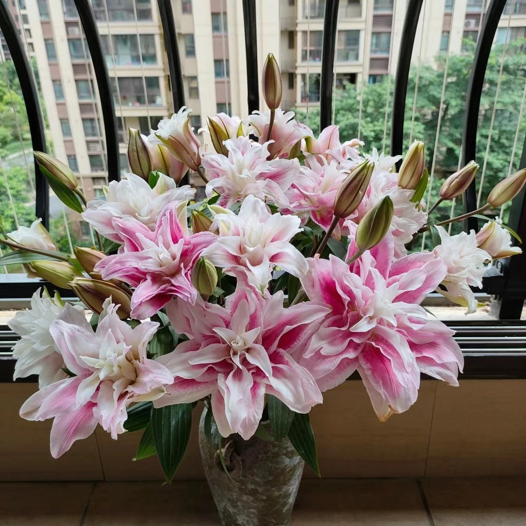 伊莎贝拉多头重瓣香水百合水仙花顺丰包邮