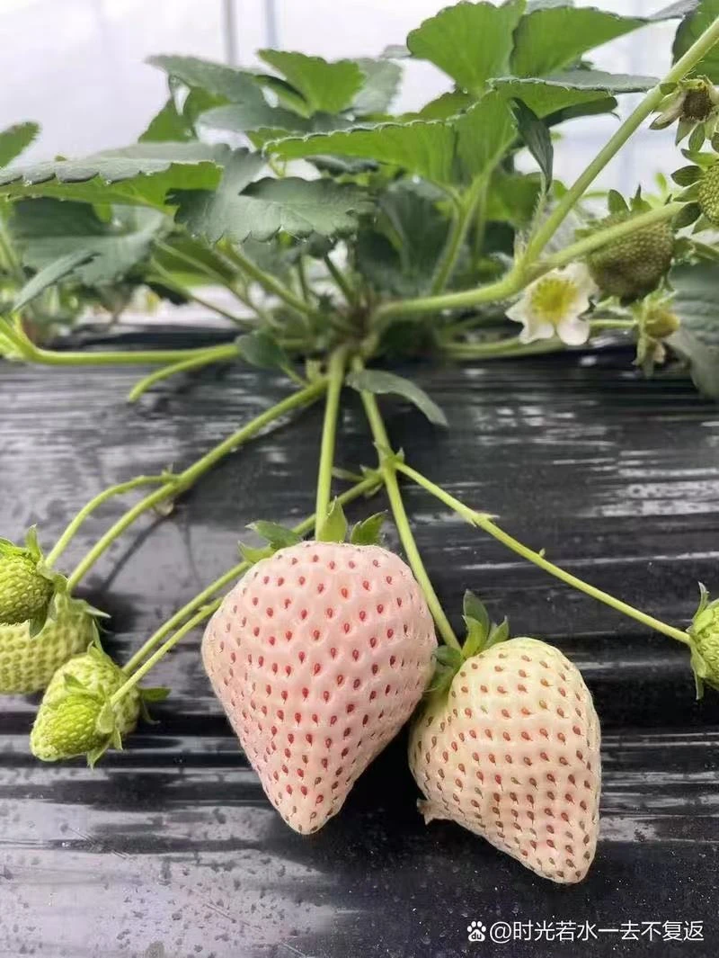 草莓苗草莓秧苗带原土发货奶油草莓苗盆栽地栽成活率高