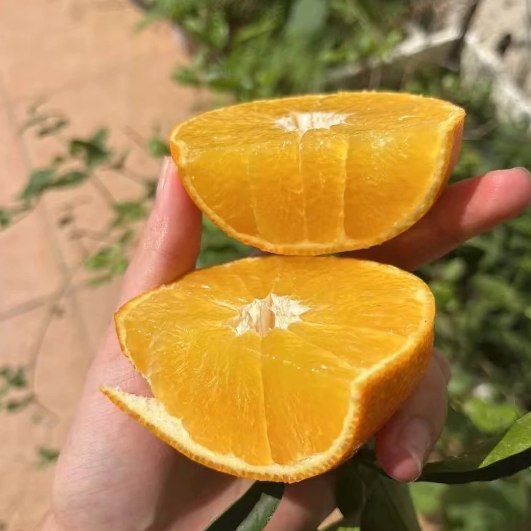 【学员直播专属】眉山爱媛果冻橙现摘现发产地直发皮薄多汁可用吸管