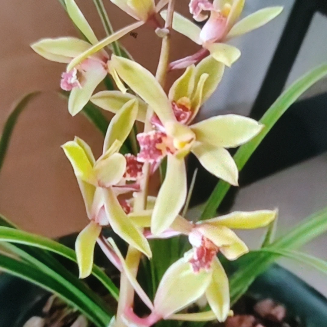 蕙兰浓香型盆景花