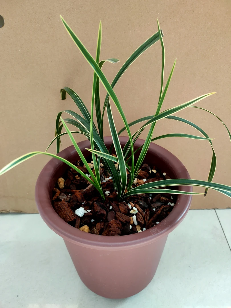 国兰金边盆景兰花苗