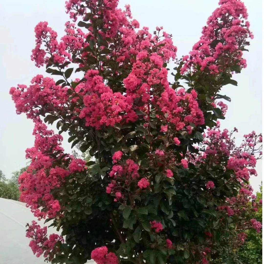 【高杆天鹅绒】盆栽花苗别墅花卉绿化耐高温多花漳红樱特大号三角梅