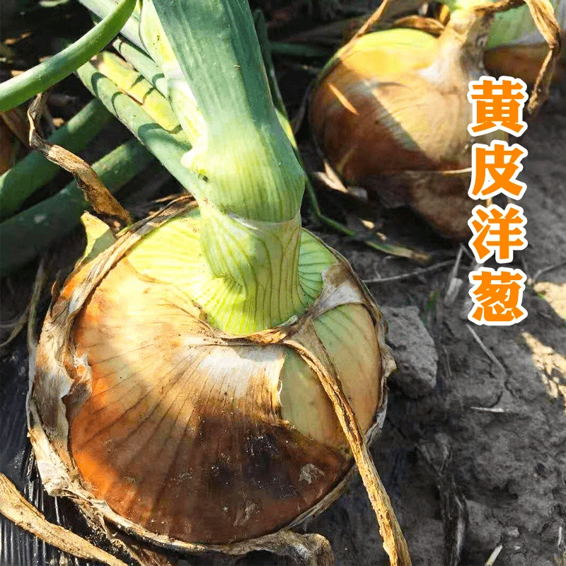 黄皮洋葱种子 高产大田基地种植