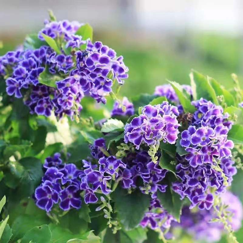 雷丝金露花巧克力盆栽台湾连翘灌木浓香型植物四季驱蚊