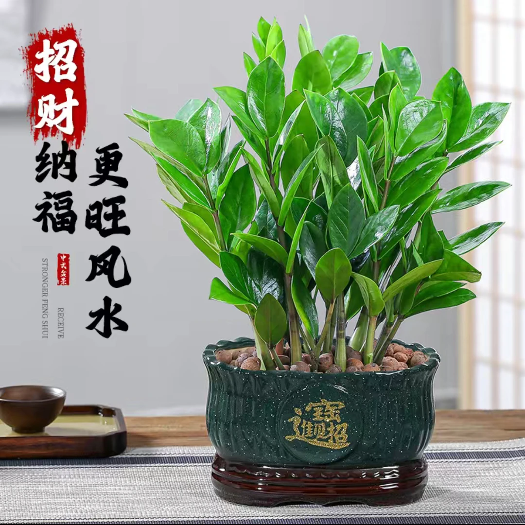 基地直发金钱树盆栽室内客厅办公桌摆摇钱树四季常青招财乔迁开业