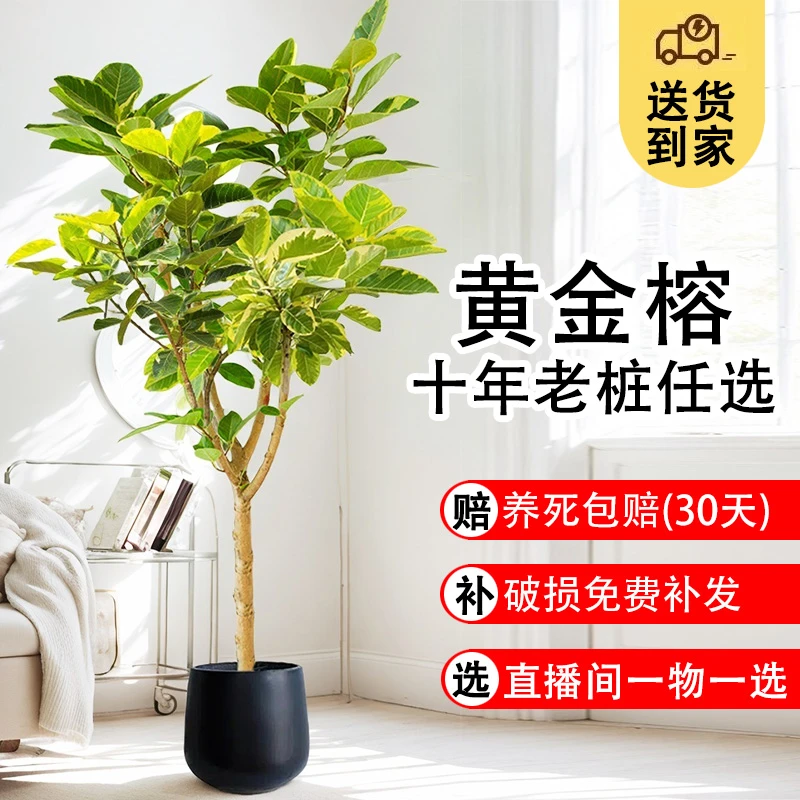 黄金榕客厅绿植盆栽花叶橡皮树室内大型植物高山榕落地盆景好养活