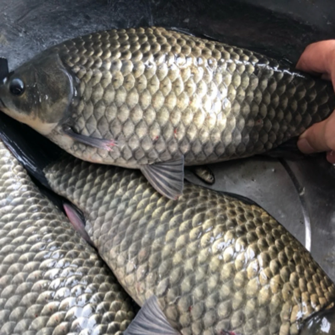 活体鱼中科3号5号鲫鱼大板鲫观赏鲫鱼水族淡水包邮