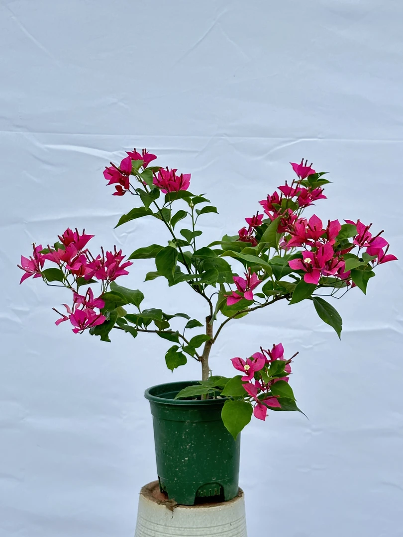 【新人福利】三角梅 爱意满满 浪漫甜心超勤花 0.5加仑盆