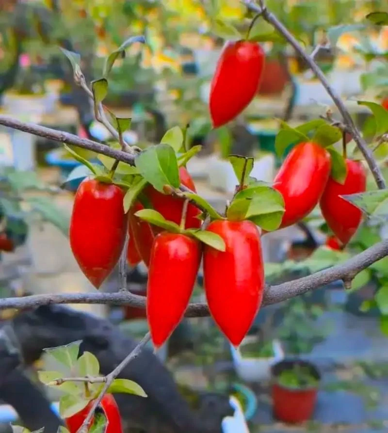 老鸦柿盆景凑单链接