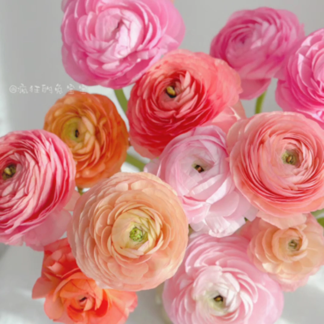 洋牡丹2盆重瓣进口盆栽