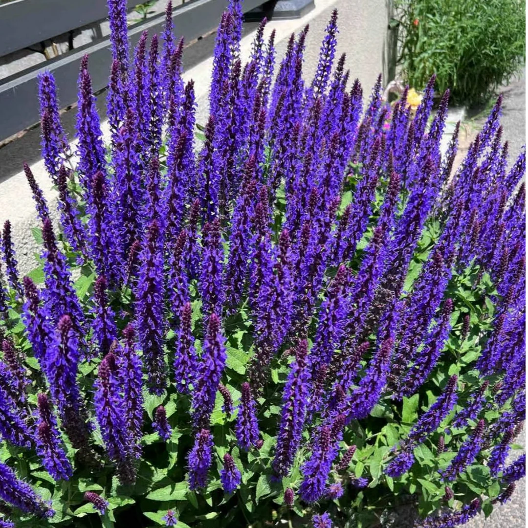 鼠尾草盆栽多年生花期长花苗庭院阳台花期超长