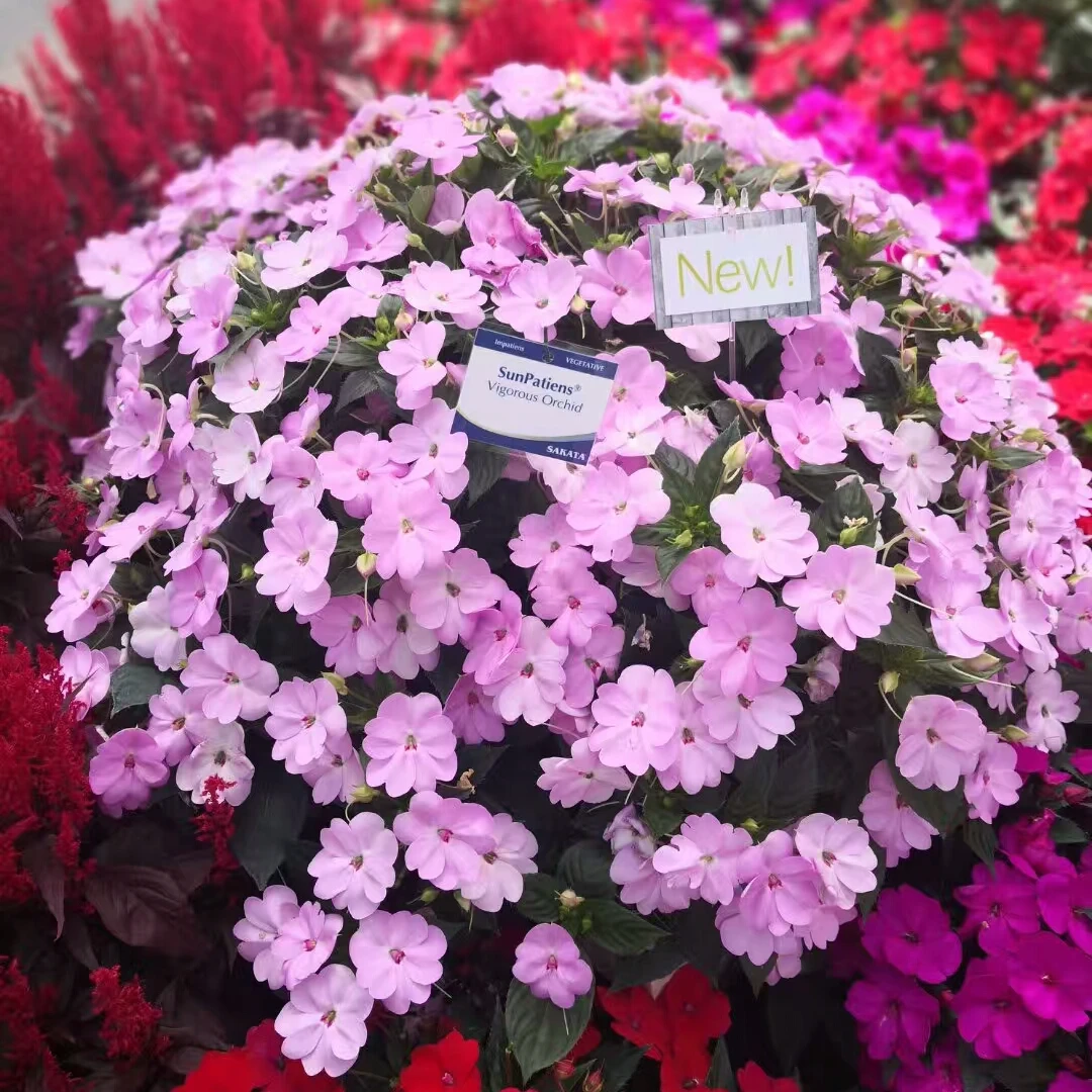 桑贝斯凤仙花花苗爆花日本优质园艺庭院阳台买10送2-5颗花苗