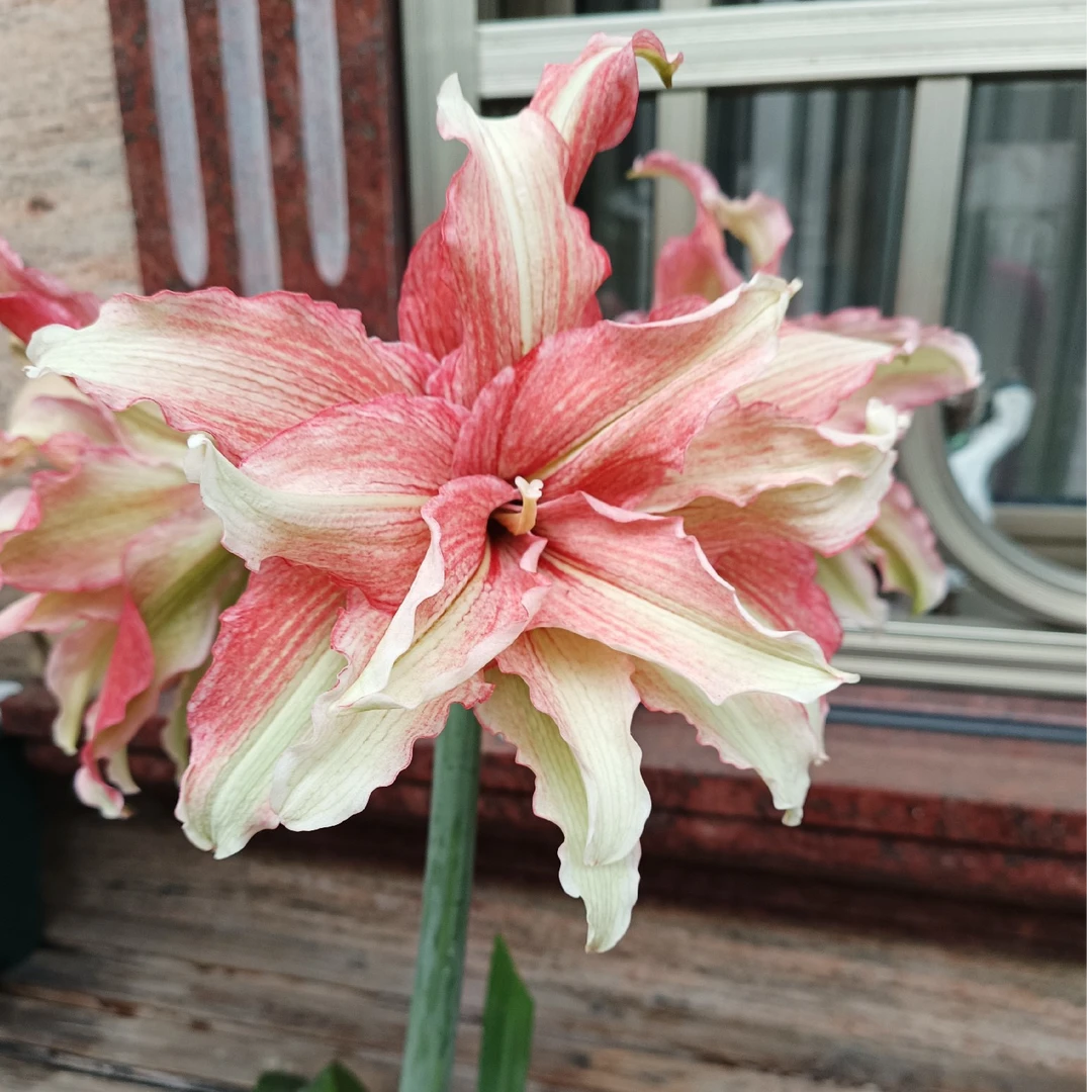 朱顶红 花卉 黄金 姑娘