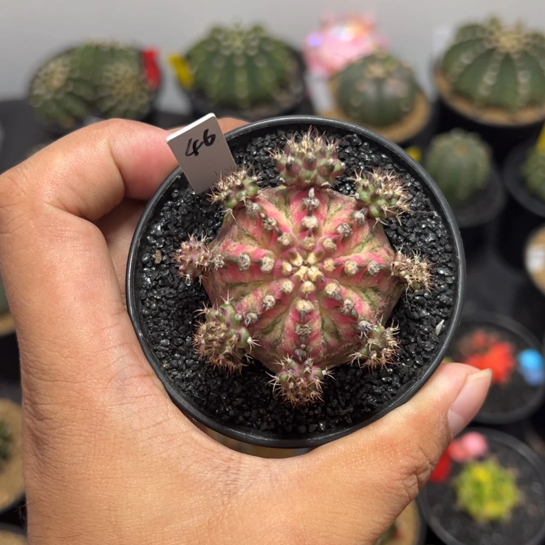 精品海神——（默认脱土发货）福利款