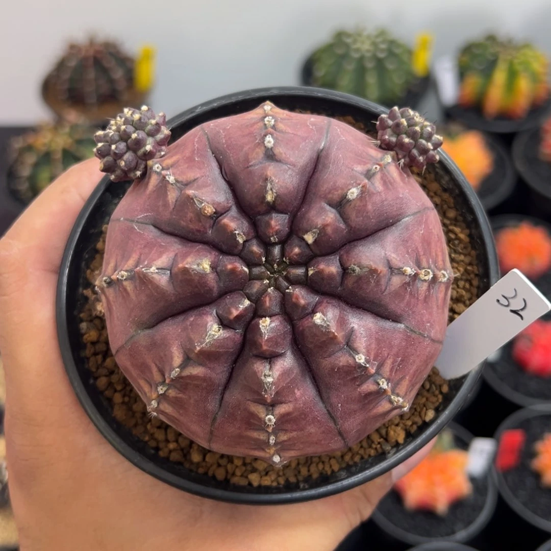 精品大梦想——（默认脱土发货）微瑕