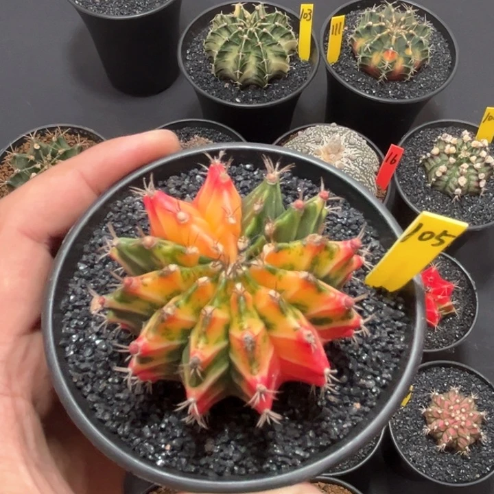 精品实生米哈——（默认脱土发货）