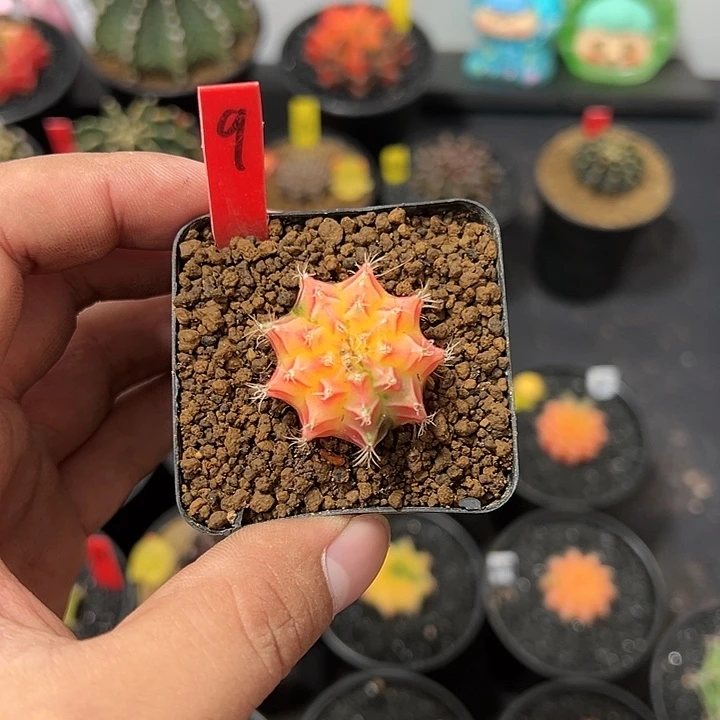 米哈—（默认脱土发货）