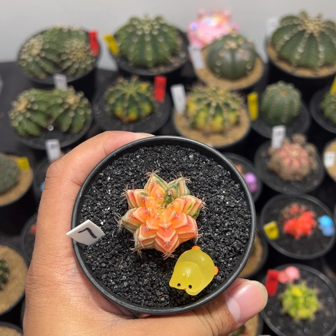 精品米哈——（默认脱土发货）