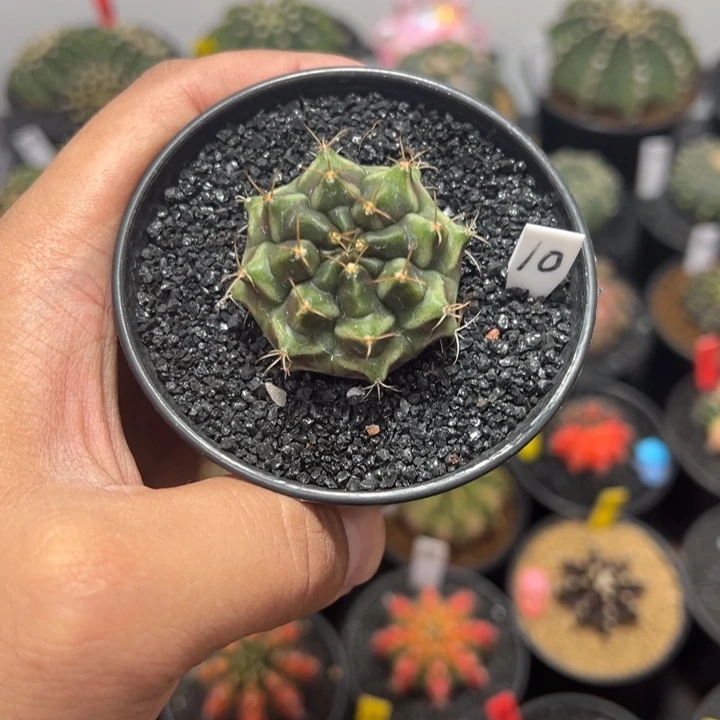 梦想米哈——（默认脱土发货）