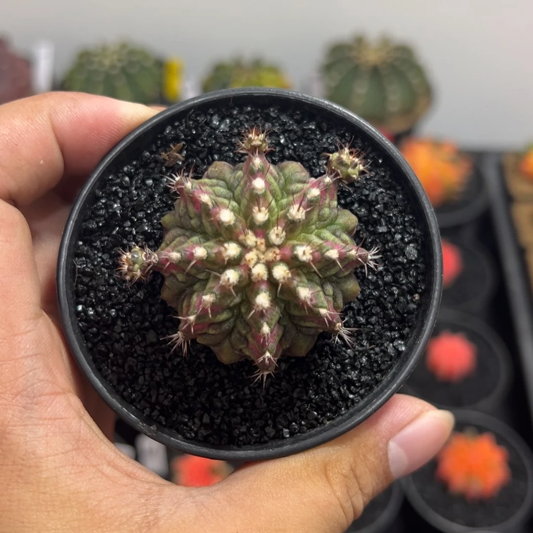 精品海神——（默认脱土发货）福利款