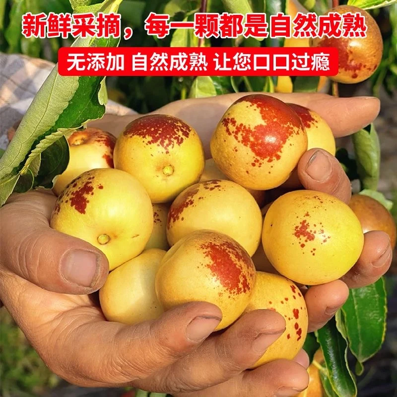 2024新鲜脆甜冬枣时令水果应季当季脆甜冬枣