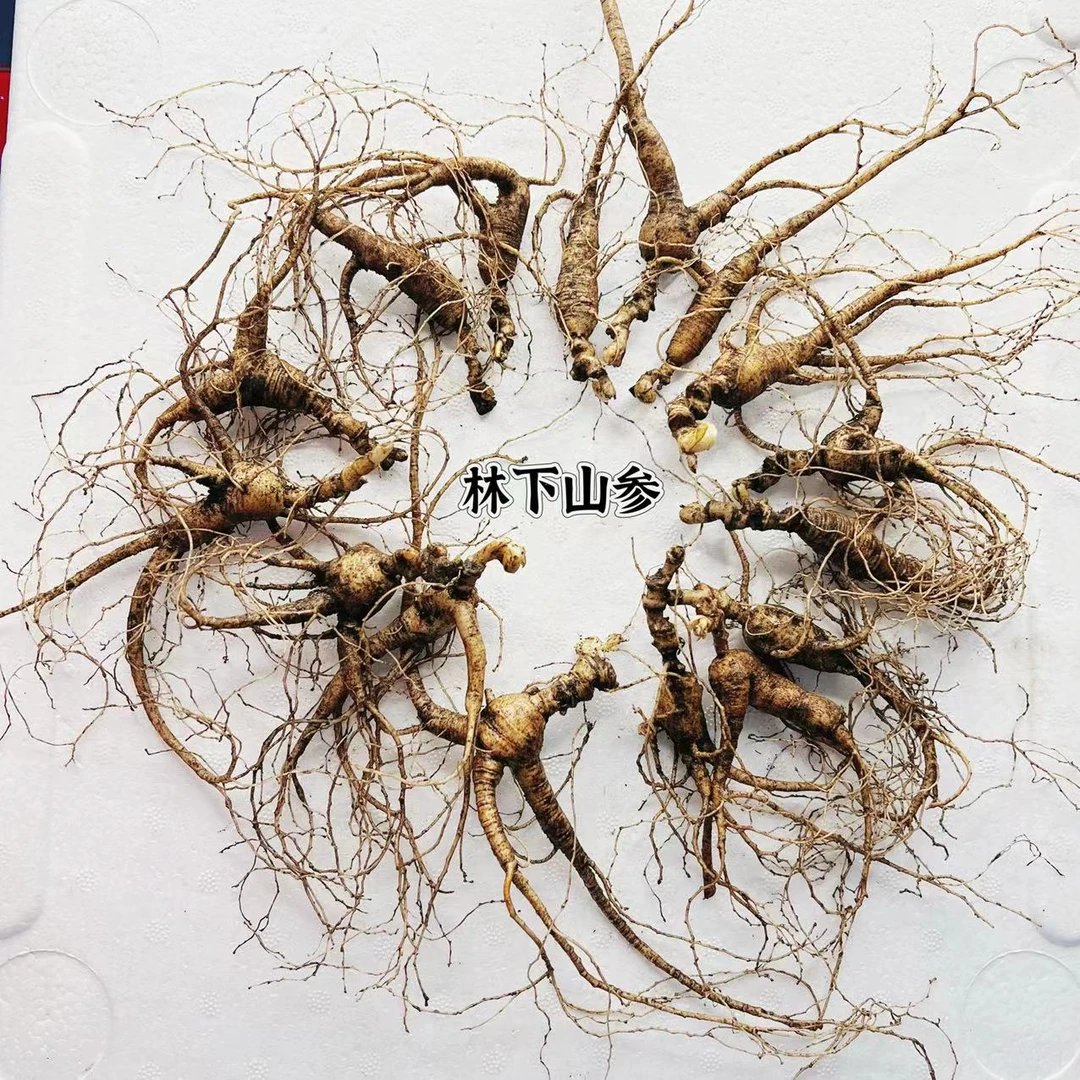 林下山参 10到15支左右 煲汤泡酒煮水 洗完的参不可以退