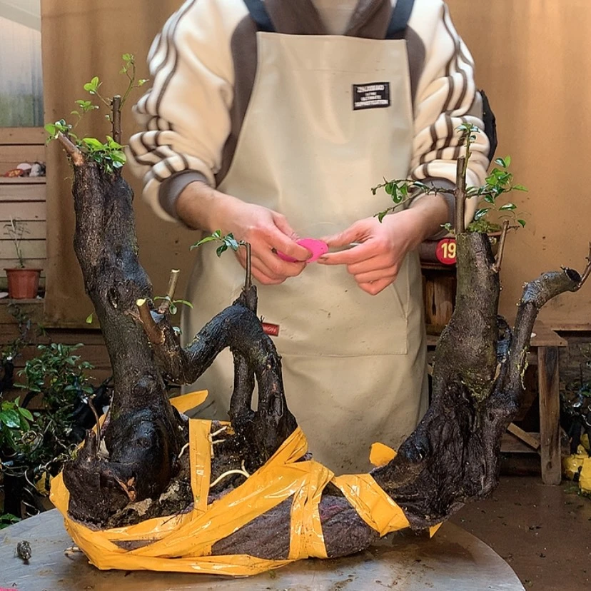 【闪购商品】彭****哥1356776556