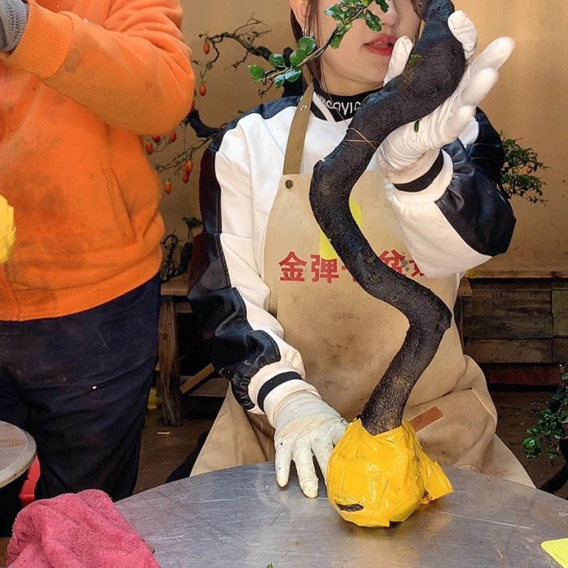 【闪购商品】岁**老6646778